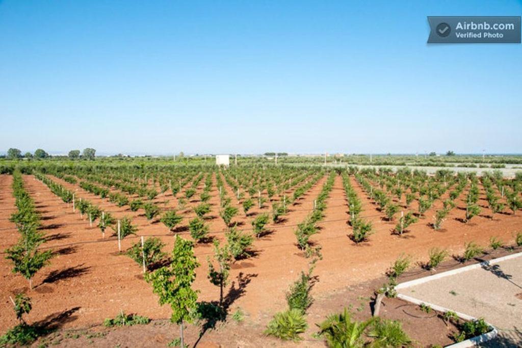 Гостевой дом Agriturismo Biologico Sant'Andrea Кастелланета-Марина Экстерьер фото