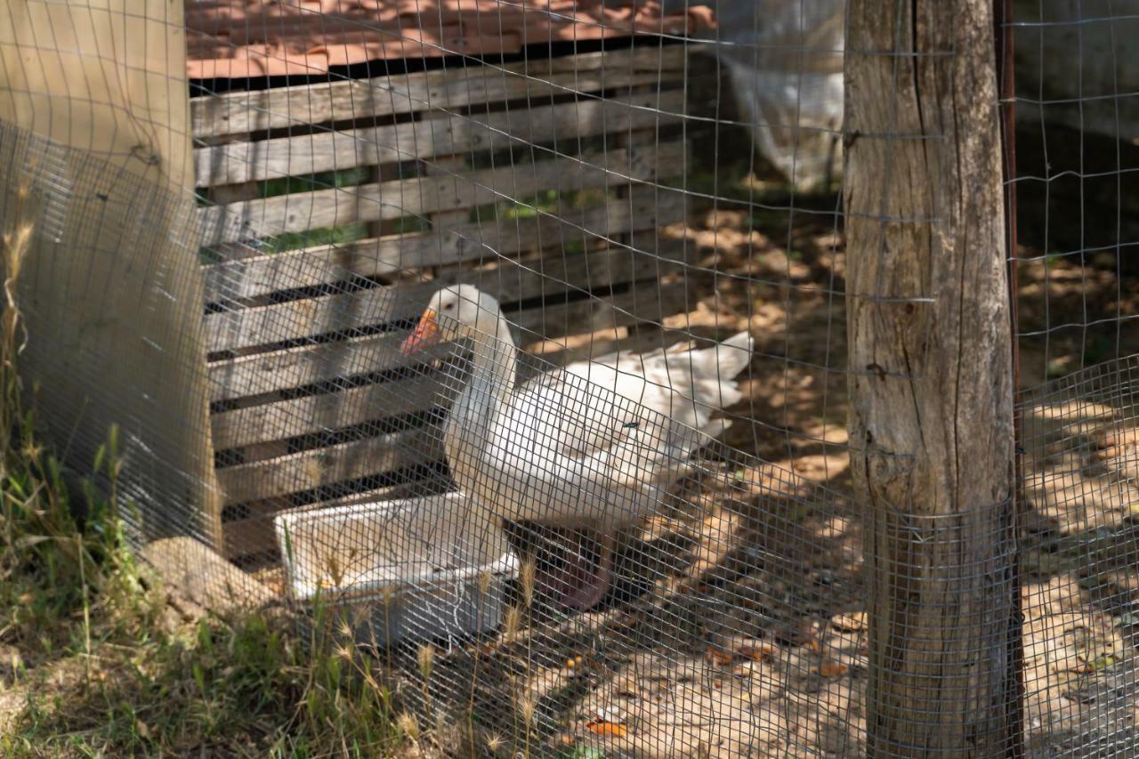 Гостевой дом Agriturismo Biologico Sant'Andrea Кастелланета-Марина Экстерьер фото